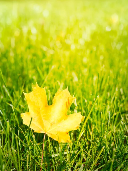 Herfstblad op groen gras. — Stockfoto