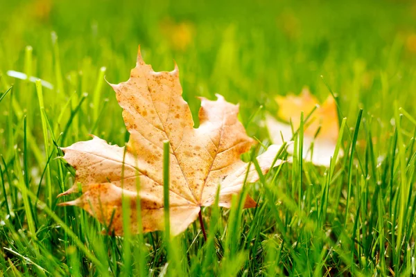 Осенний лист на зеленой траве. — стоковое фото