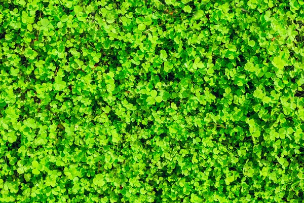 Green grass texture background — Stock Photo, Image