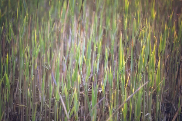 Grass in ochtendzon - abstracte achtergrond. — Stockfoto