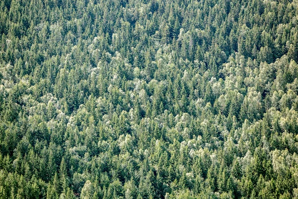 Primer plano del bosque siempreverde . —  Fotos de Stock