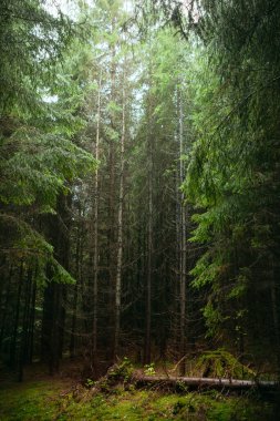 Köknar ağaçları karanlık orman ve yeşil yosun güzel manzara. Karpat Dağları, Ukrayna.