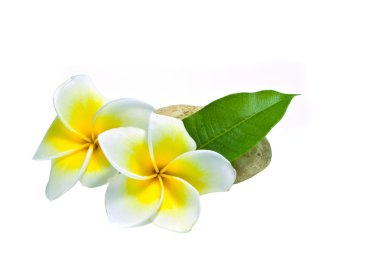 Frangipani .