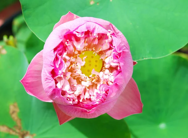 Rosa Lotus — Stockfoto