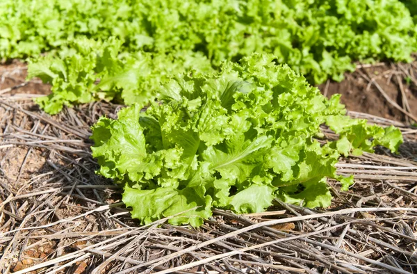 Légumes frais — Photo