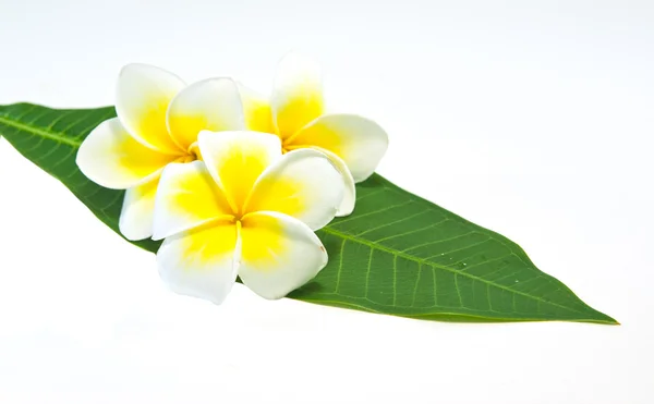 Frangipani on white background . — Stock Photo, Image