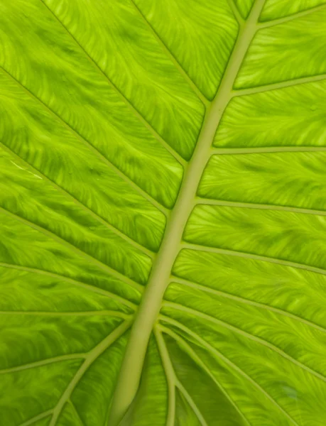Detalhes da textura da folha verde . — Fotografia de Stock
