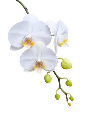 güzel beyaz orkide çiçek.