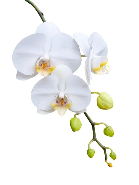 Hermosa orquídea blanca floreciendo . — Foto de Stock