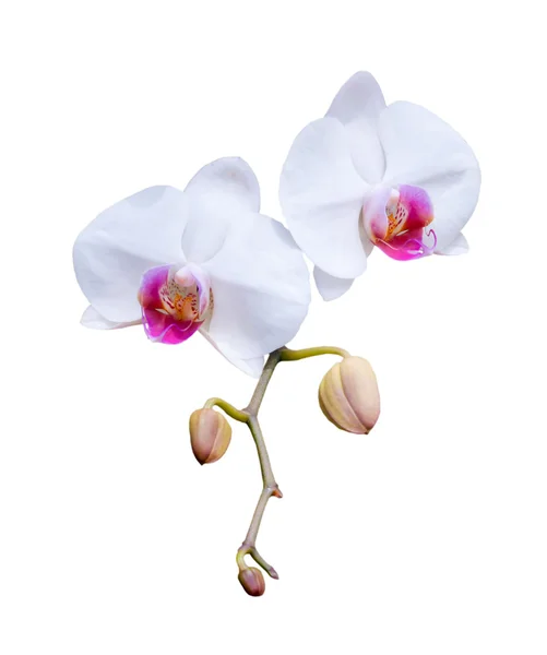 güzel beyaz orkide çiçek.
