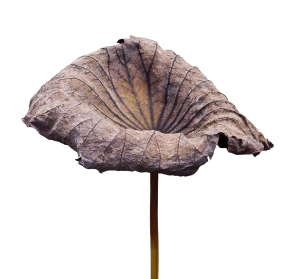 Kuru lotus yaprağı