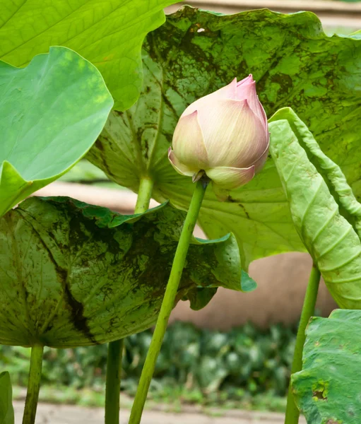 Schöne weiße Lotusblume — Stockfoto