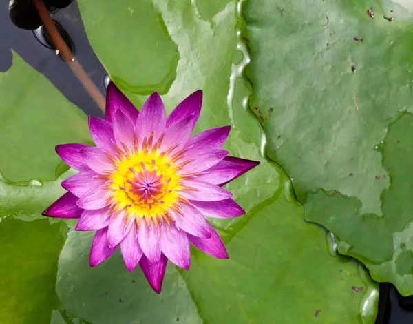 Schöne weiße Lotusblume — Stockfoto