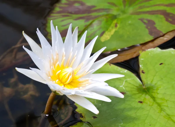 Bela flor de lótus branco — Fotografia de Stock