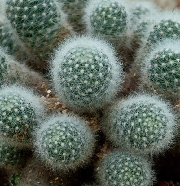 Primo piano del cactus. — Foto Stock