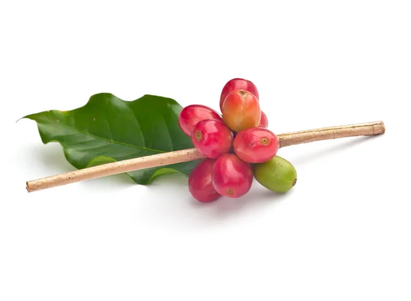 Coffee beans with leaf . — Stock Photo, Image