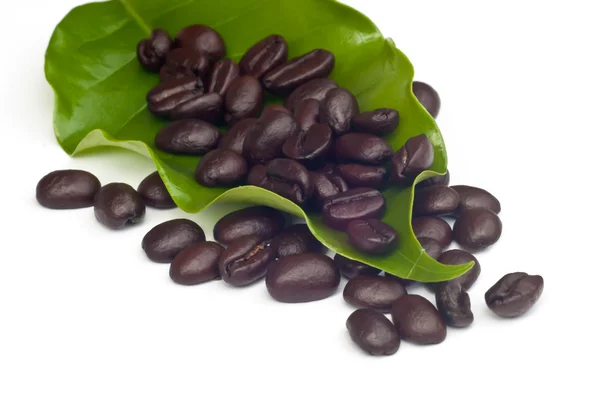 Granos de café con hoja  . — Foto de Stock