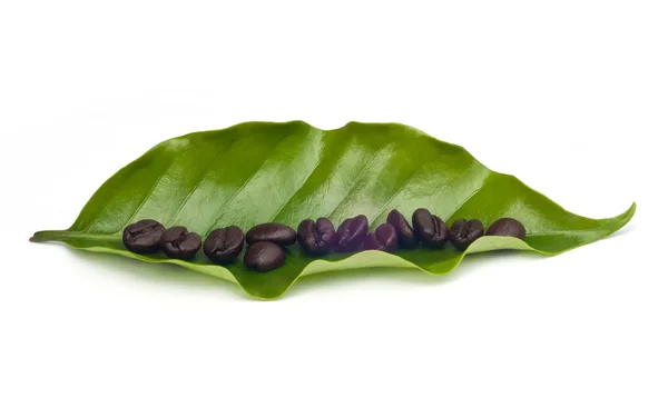 Кофейные зерна с листьями  . — стоковое фото