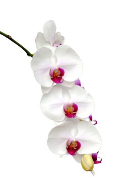 güzel beyaz orkide çiçek .