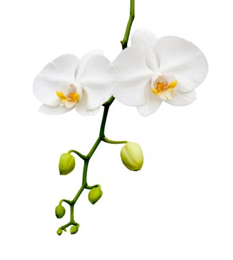 güzel beyaz orkide çiçek .