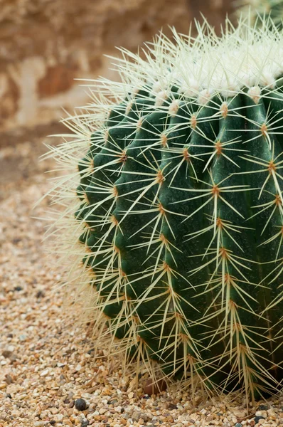 Zbliżenie kaktusa. — Zdjęcie stockowe