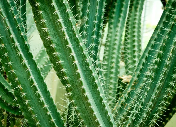 Sluiten van cactus. — Stockfoto