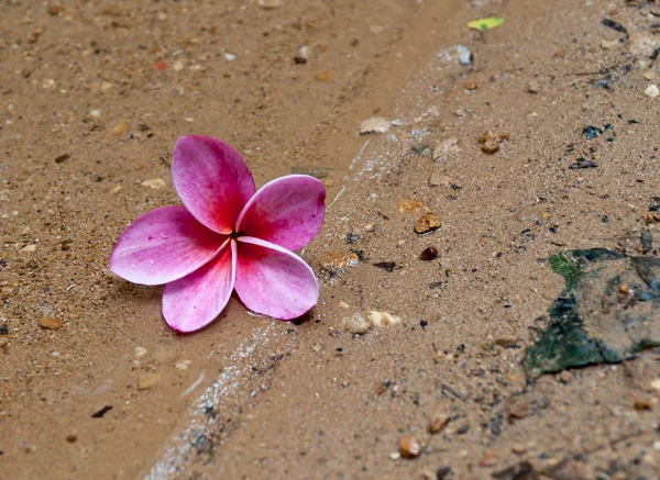 Frangipani flower. — Stock Photo, Image