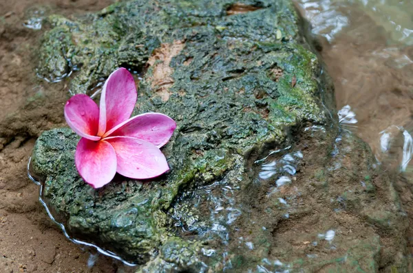 Flor de Frangipani . — Fotografia de Stock