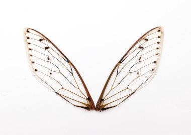 ağustosböceği kanatları.