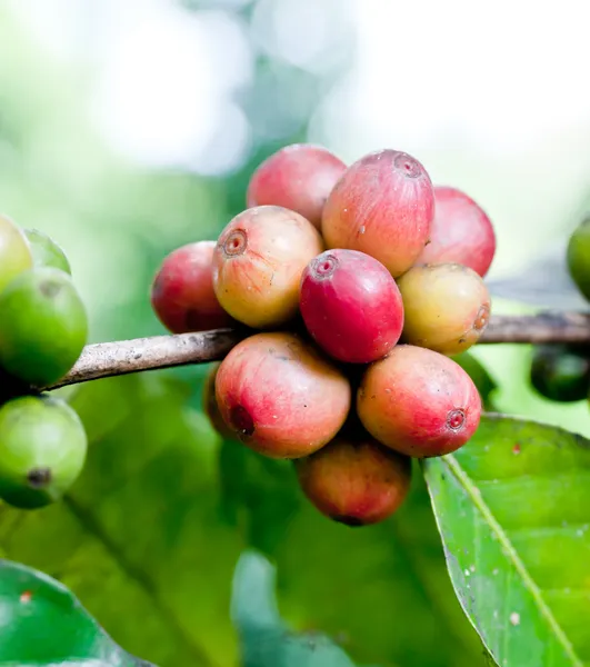 Oljeväxtfrukter . — Stockfoto