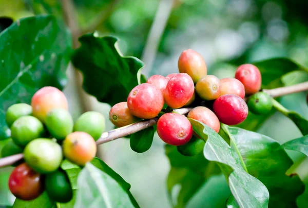 Coffee beans . — Stock Photo, Image