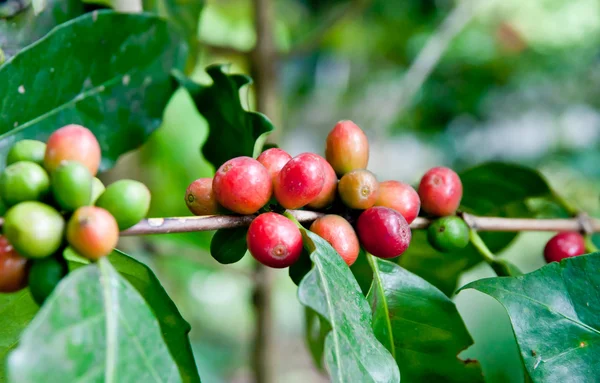 Coffee beans . — Stock Photo, Image