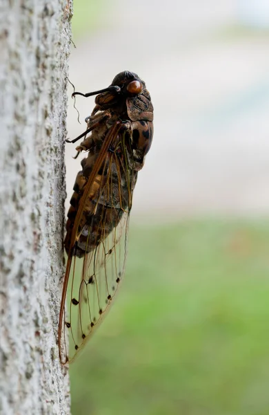 Cicada. — Stock Photo, Image