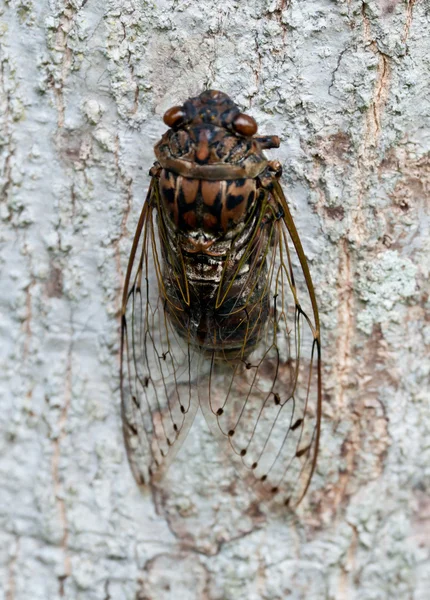 Cicada. — Fotografie, imagine de stoc