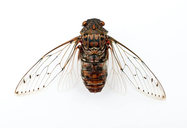 Cicada insecta . — Fotografie, imagine de stoc