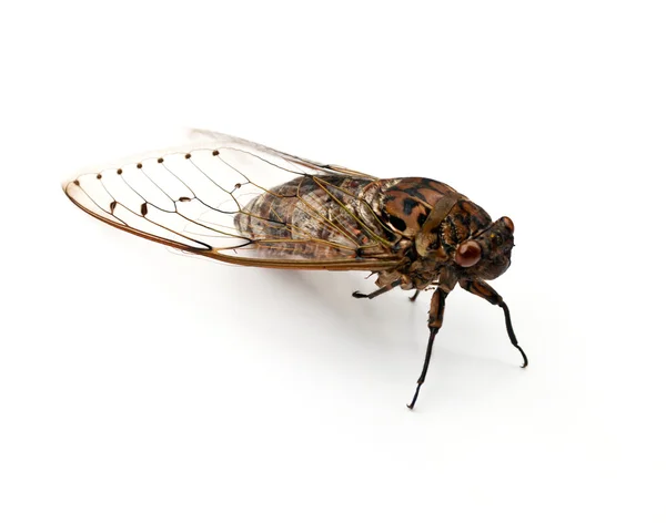 Cicada insect. — Stock Photo, Image