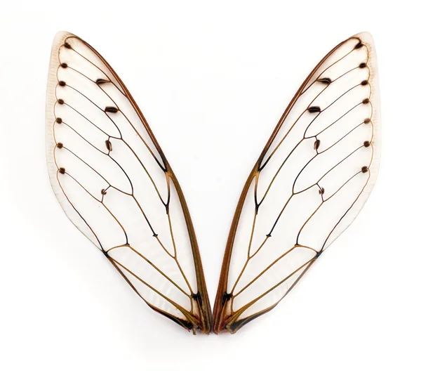 Cicada wings. — Stock Photo, Image