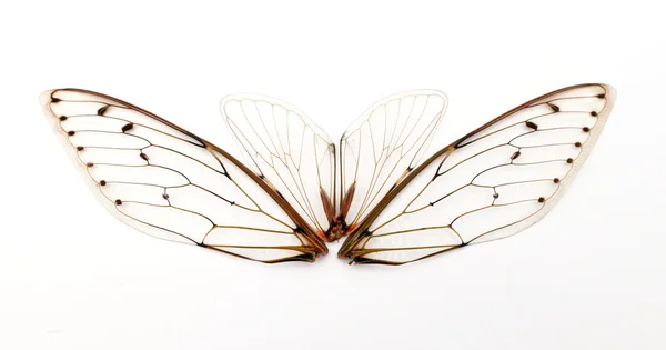 Cicada wings. — Stock Photo, Image