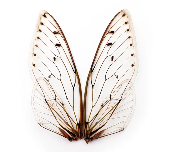 Ağustosböceği kanatları. — Stok fotoğraf