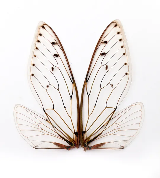 ağustosböceği kanatları.