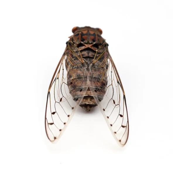 Cicada insect. — Stock Photo, Image