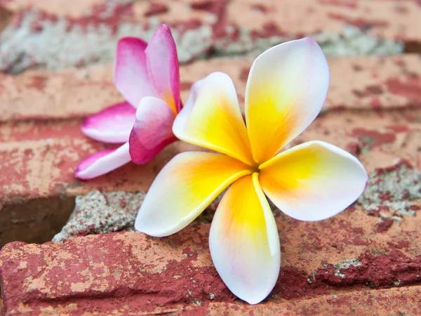 フランジパニの熱帯の花. — ストック写真