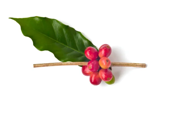 Olgun kahve çekirdekleri .