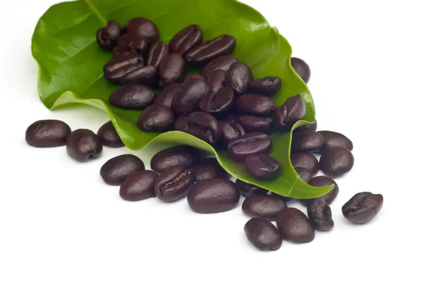 Кофейные зерна с листьями  . — стоковое фото