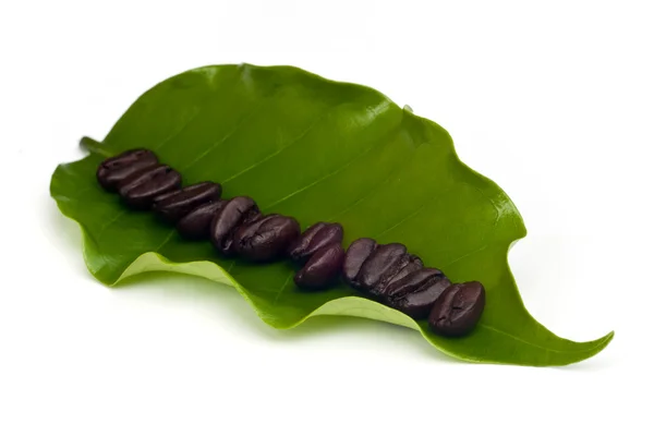 Coffee beans with leaf . — Stock Photo, Image