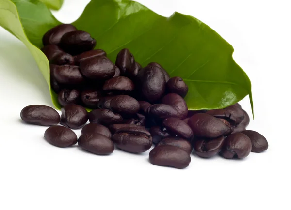 Granos de café con hoja  . — Foto de Stock