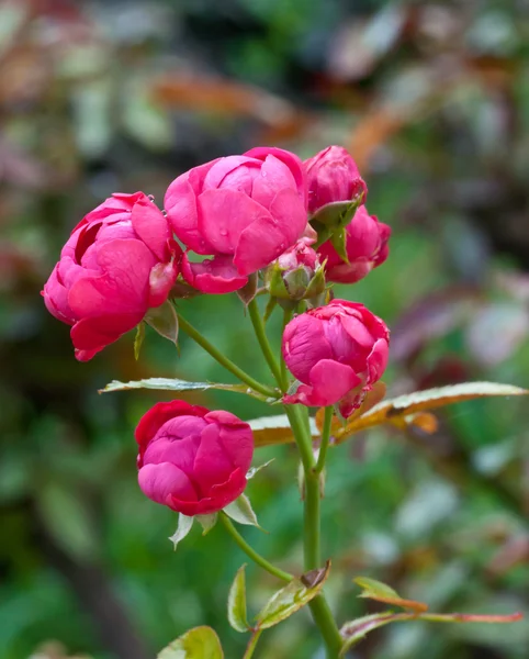 Rose i trädgården. — Stockfoto
