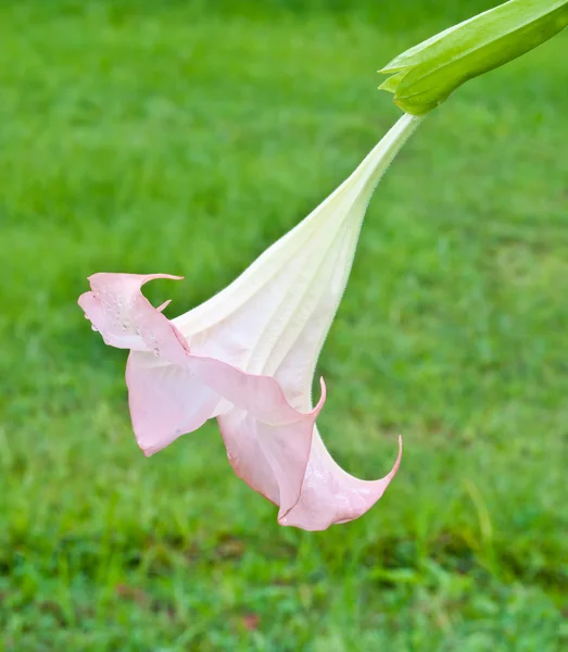 Rosa Blume im Garten — Stockfoto