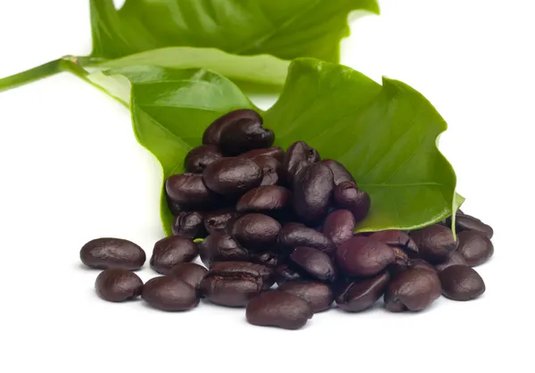 コーヒー豆の葉を持つ . — ストック写真