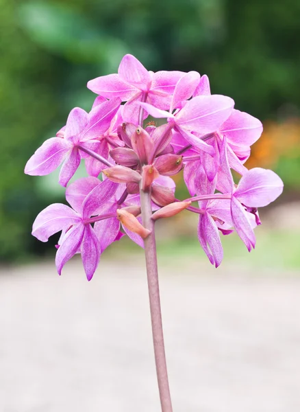 Beautiful orchid blooming. — Stock Photo, Image